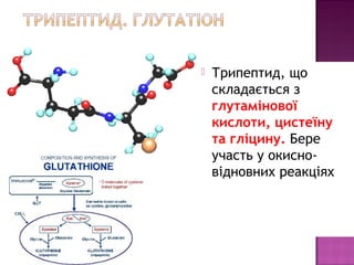  Трипептид, що 
складається з 
глутамінової 
кислоти, цистеїну 
та гліцину. Бере 
участь у окисно- 
відновних реакціях 
 