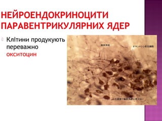  Клітини продукують 
переважно 
окситоцин 
 