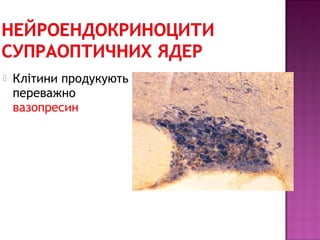  Клітини продукують 
переважно 
вазопресин 
 