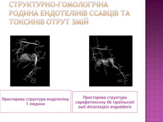 Просторова структура ендотеліну 
1 людини 
Просторова структура 
сарафотоксину 6b ізраїльскої 
змії Atractaspis engaddesis 
 