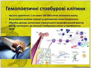 Гемопоетичні стовбурові клітини 
• Частота трапляння: 1 на кожні 100 000 клітин кісткового мозку. 
• Вилучаються шляхом пункції за допомогою голки Касирського. 
• Обробка донора цитокінами (гранулоцито-макрофагальний фактор 
росту) призводить до міграції стовбурових клітин у периферичну 
кров 
 
