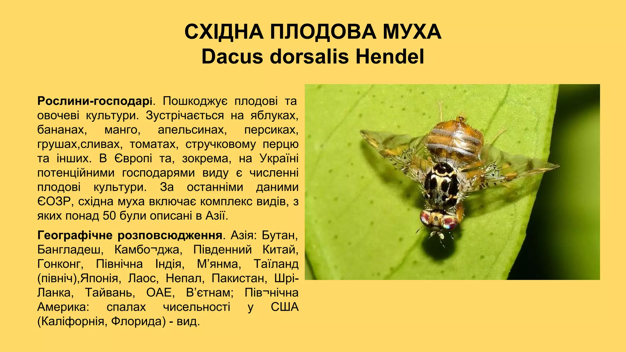 Чи є святий миколай в європі