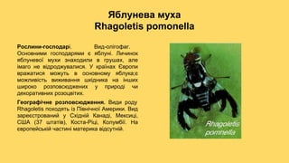 У ріці йордані