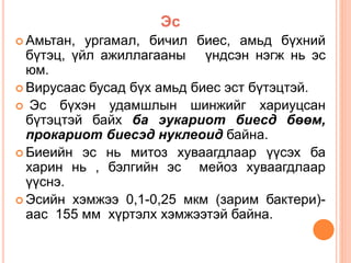 Эс 
 Амьтан, ургамал, бичил биес, амьд бүхний 
бүтэц, үйл ажиллагааны үндсэн нэгж нь эс 
юм. 
 Вирусаас бусад бүх амьд биес эст бүтэцтэй. 
 Эс бүхэн удамшлын шинжийг хариуцсан 
бүтэцтэй байх ба эукариот биесд бөөм, 
прокариот биесэд нуклеоид байна. 
 Биеийн эс нь митоз хуваагдлаар үүсэх ба 
харин нь , бэлгийн эс мейоз хуваагдлаар 
үүснэ. 
 Эсийн хэмжээ 0,1-0,25 мкм (зарим бактери)- 
аас 155 мм хүртэлх хэмжээтэй байна. 
 