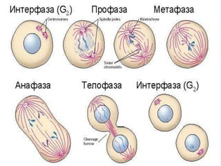 эсийн бүтэц