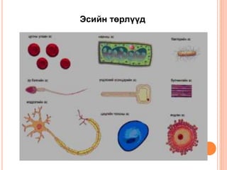 Эсийн төрлүүд 
 