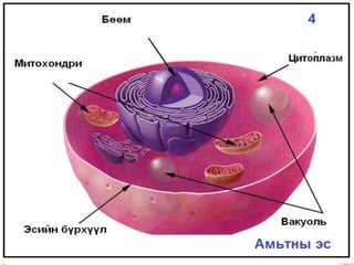 эсийн бүтэц