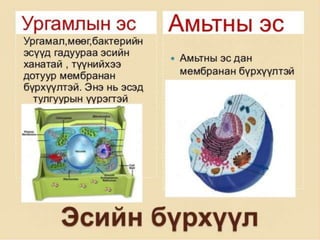 эсийн бүтэц