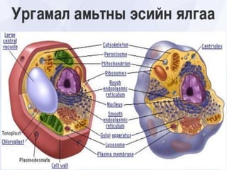 эсийн бүтэц