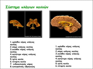 Σύστημα πλάγιων κοιλιών 
1.πρόσθιο κέρας πλάγιας κοιλίας 2.σώμα πλάγιας κοιλίας 3.οπίσθιο κέρας πλάγιας κοιλίας 4.κατώτερο κέρας πλάγιας κοιλίας 5.τρίτη κοιλία 6.τέταρτη κοιλία 
1.πρόσθιο κέρας πλάγιας κοιλίας 2.σώμα πλάγιας κοιλίας 3.οπίσθιο κέρας πλάγιας κοιλίας 4.κατώτερο κέρας πλάγιας κοιλίας 5.τρίτη κοιλία 6.τέταρτη κοιλία 7. ενδοκοιλιακός πόρος 8.εγκεφαλικός υδραγωγος  