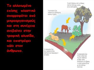 Το αλλοιωμένο 
επίσης πλαστικό 
απορροφάται από 
μικροοργανισμούς 
και στη συνέχεια 
ανεβαίνει στην 
τροφική αλυσίδα, 
και επιστρέφει 
πάλι στον 
άνθρωπο. 
 