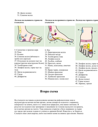 данни за акупупунктурните точки на стъпалата | PDF