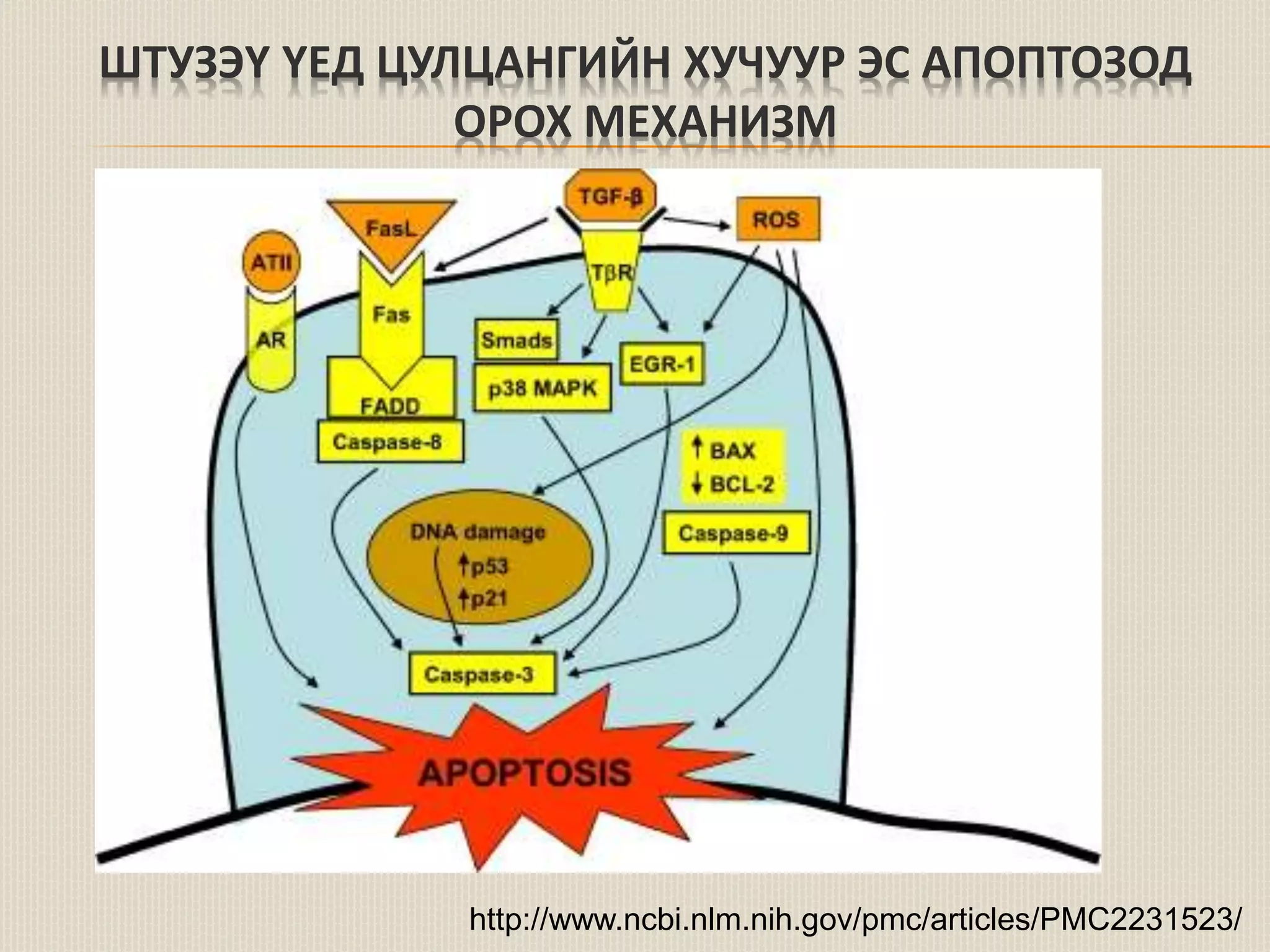 уушигны завсрын эдийн өвчнүүд | PPT