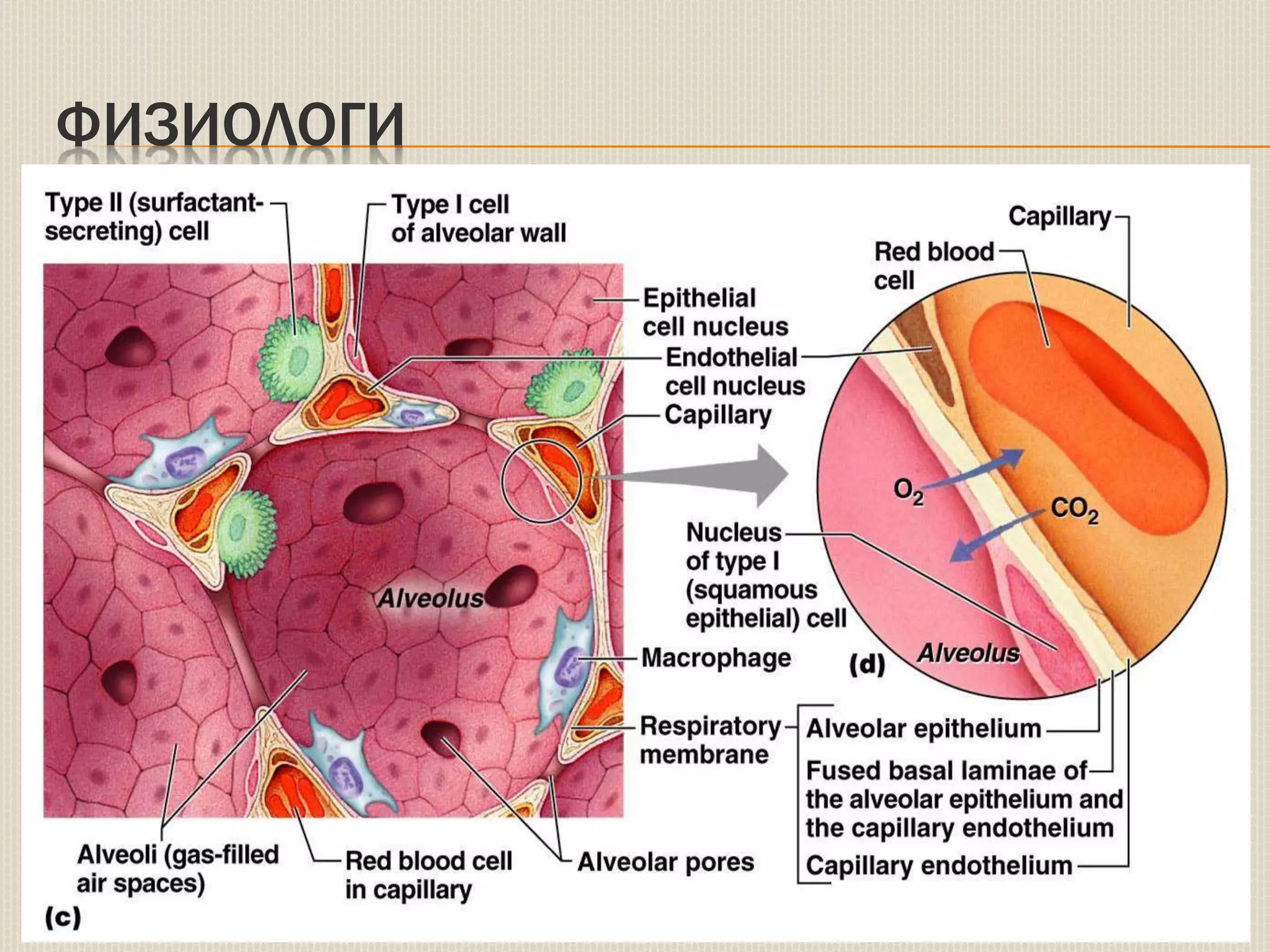 уушигны завсрын эдийн өвчнүүд | PPT