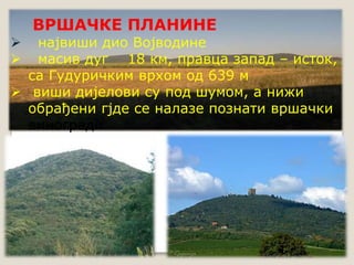 ВРШАЧКЕ ПЛАНИНЕ 
 највиши дио Војводине 
 масив дуг 18 км, правца запад – исток, 
са Гудуричким врхом од 639 м 
 виши дијелови су под шумом, а нижи 
обрађени гјде се налазе познати вршачки 
виногради 
 