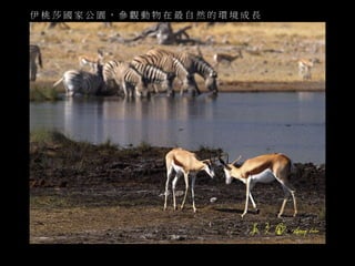 伊桃莎國家公園， 參觀動物在最自然的環境成長 
 