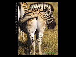 渾 
圓 
緊 
實 
有 
彈 
性 
的 
斑 
馬 
屁 
股 
 