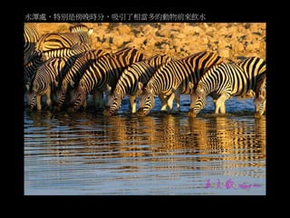 水潭處，特別是傍晚時分，吸引了相當多的動物前來飲水 
 