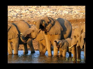 馬達加斯加猴麵包樹群全景 
 