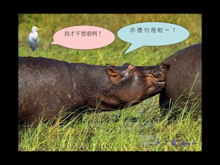 馬達加斯加猴麵包樹群全景 
非禮勿視啦～ ！ 
我才不想看咧！ 
 