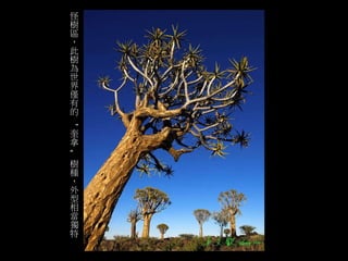 怪 
樹 
區 
， 
此 
樹 
為 
世 
界 
僅 
有 
的 
“ 
奎 
拿 
” 
樹 
種 
， 
外 
型 
相 
當 
獨 
特 
 