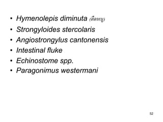 52 
•Hymenolepis diminuta (ตืดหนู) 
•Strongyloides stercolaris 
•Angiostrongylus cantonensis 
•Intestinal fluke 
•Echinostome spp. 
•Paragonimus westermani  