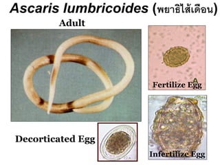 54 
Decorticated Egg 
Adult 
Ascaris lumbricoides (พยาธิไส้เดือน) 
Fertilize Egg 
Infertilize Egg  