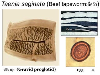 60 
ปล้องสุก (Gravid proglotid) 
Egg 
Taenia saginata (Beef tapeworm:ตืดวัว)  