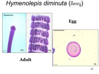 63 
Hymenolepis diminuta (ตืดหนู) 
Egg 
Adult  