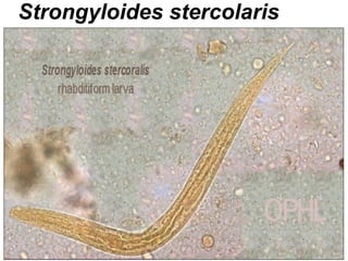 64 
Strongyloides stercolaris  