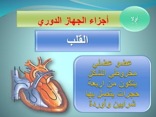أولا أجزاء الجهاز الدوري 
القلب 
 