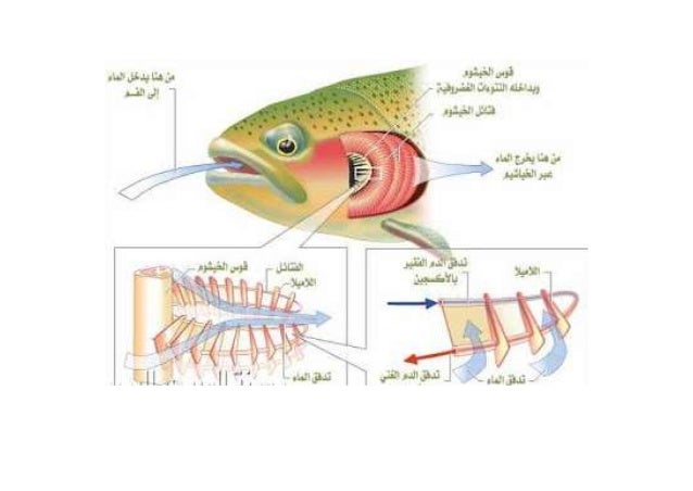 أعضاء التنفس لدى بعض الحيوانات