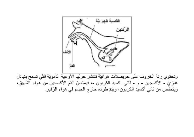 أعضاء التنفس لدى بعض الحيوانات