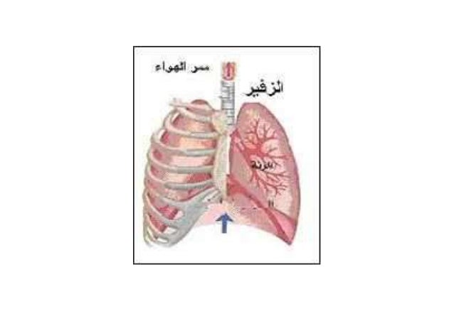 أعضاء التنفس لدى بعض الحيوانات