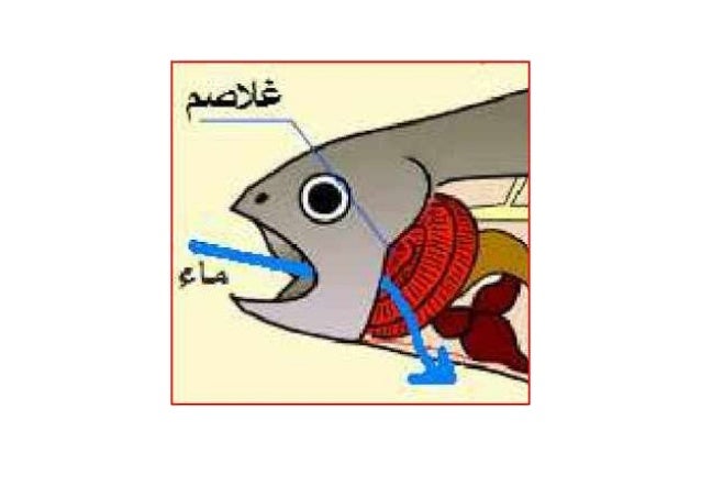 أعضاء التنفس لدى بعض الحيوانات