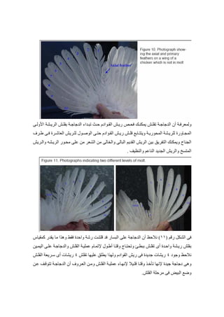. /
. ;
 %٩٠- ج ٨٥  ! ا ( 