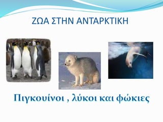 ΖΩΑ ΣΤΗΝ ΑΝΤΑΡΚΤΙΚΗ 
 