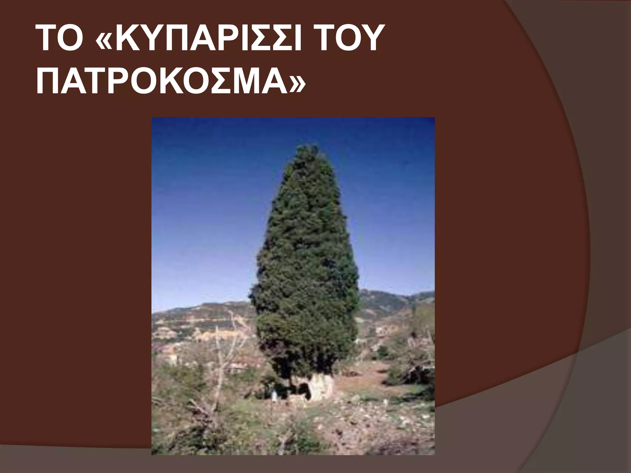 ΤΟ «ΚΥΠΑΡΙΣΣΙ ΤΟΥ 
ΠΑΤΡΟΚΟΣΜΑ» 
 