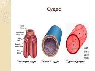 Судас 
Тараагуур судас Хялгасан судас Хураагуур судас 
 