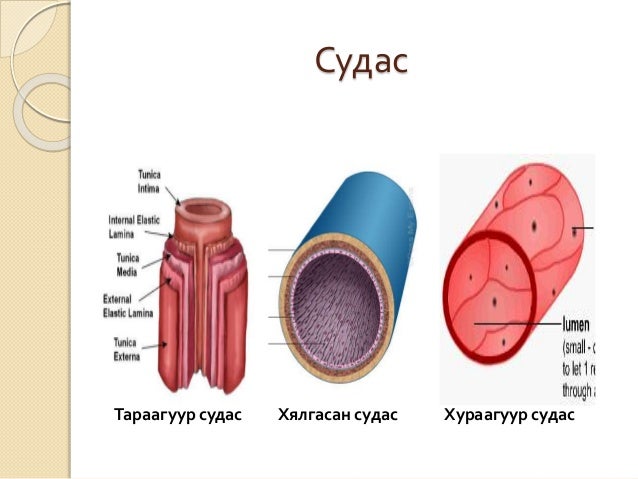 цусны эргэлтийн тогтолцоо