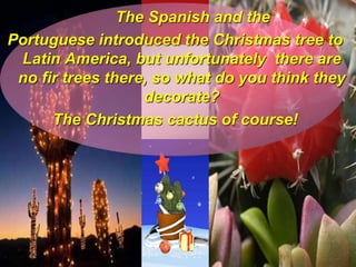 The Spanish and the
Portuguese introduced the Christmas tree to
Latin America, but unfortunately there are
no fir trees there, so what do you think they
decorate?
The Christmas cactus of course!
 