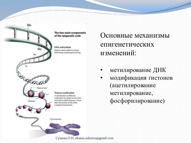 Наследственная трансмиссия подразумевает