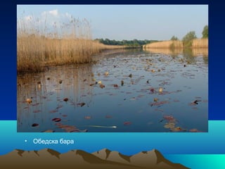 • Обедска бара
 