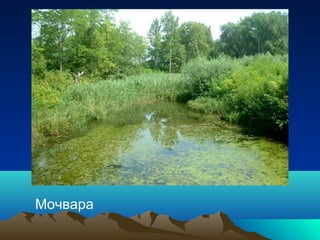 Мочвара
 
