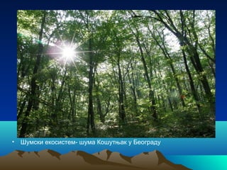 • Шумски екосистем- шума Кошутњак у Београду
 