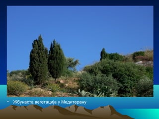 • Жбунаста вегетација у Медитерану
 