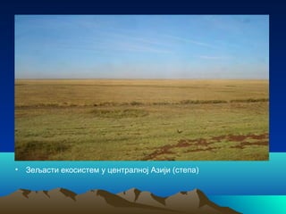 • Зељасти екосистем у централној Азији (степа)
 