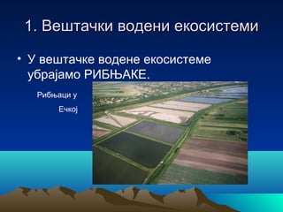 1. Вештачки водени екосистеми1. Вештачки водени екосистеми
• У вештачке водене екосистеме
убрајамо РИБЊАКЕ.
Рибњаци у
Ечкој
 