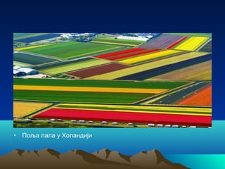 • Поља лала у Холандији
 