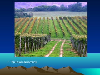 • Вршачки виногради
 